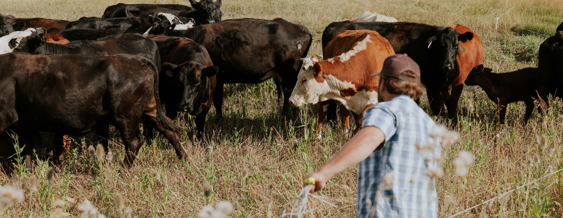 Field Trip with Grama Grass & Livestock